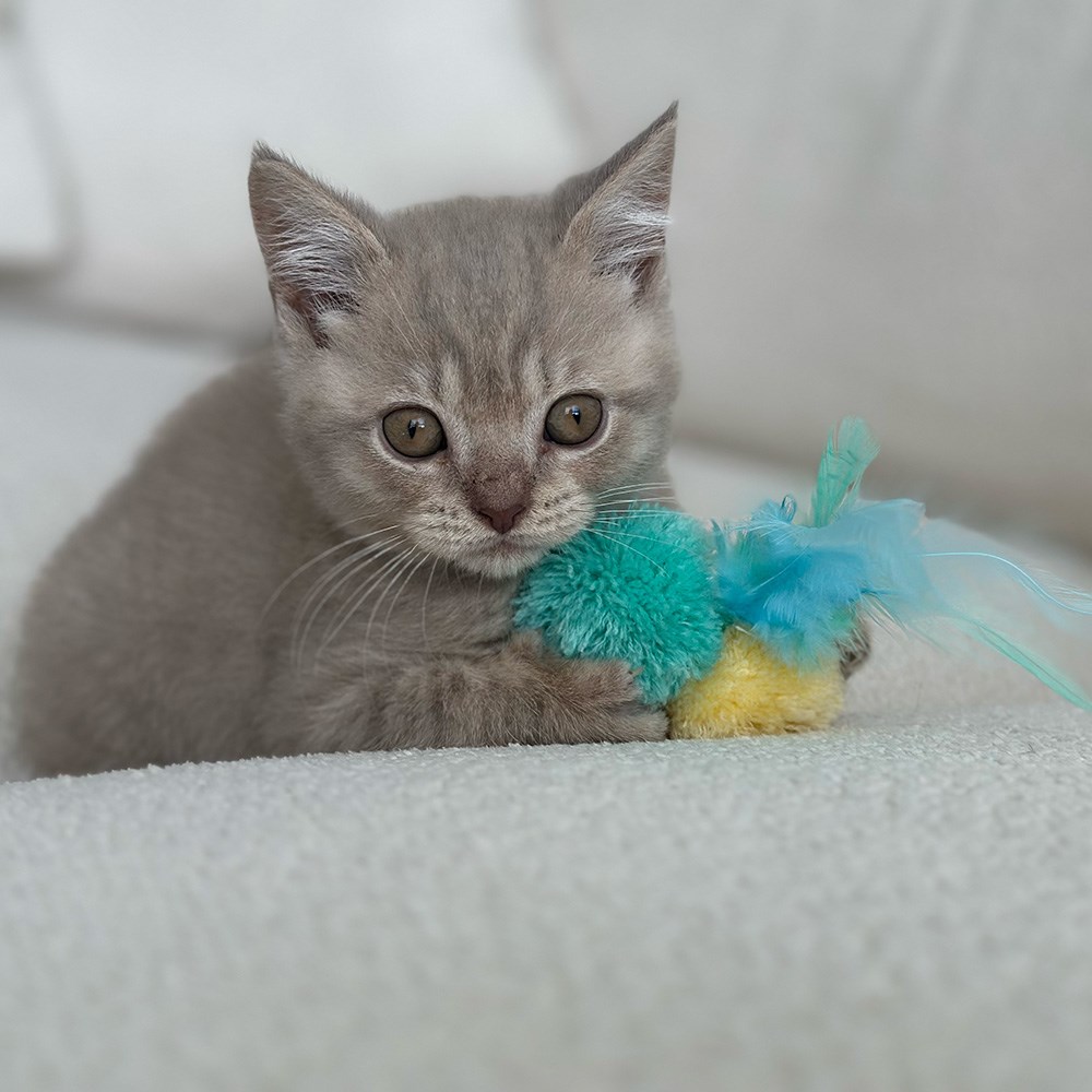 Great & Small Little&Lively Triple PomPom with Feather & Bell Cat Toy