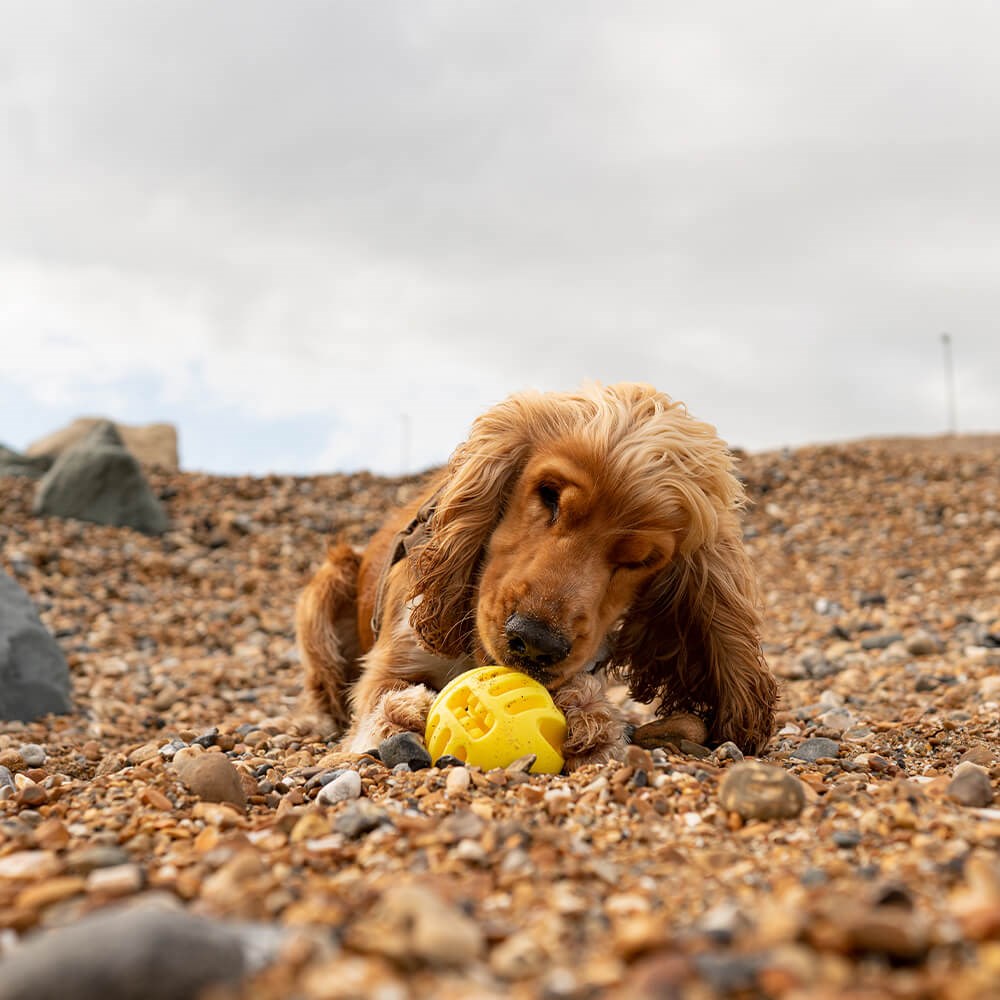 Great & Small Frubba Treat Ball Dog Toy