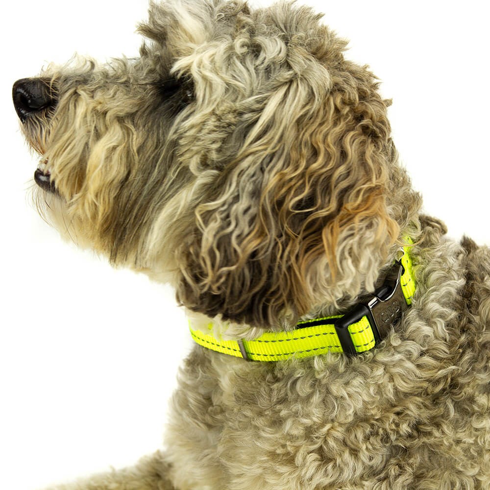 Great & Small Glow Hi-Vis Dog Collar Yellow