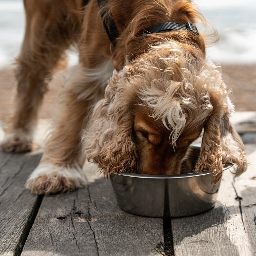 Great & Small 100% Pure Stainless Steel Tough Pet Bowl
