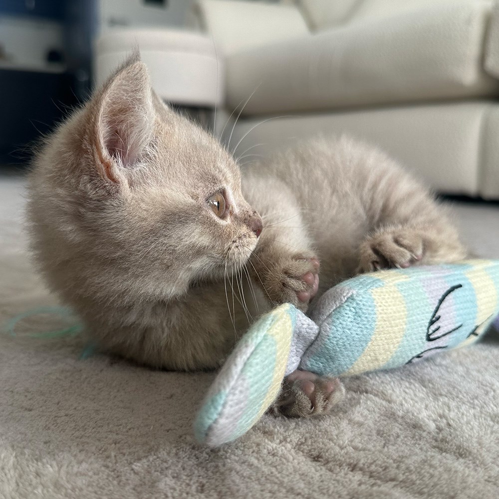 Great & Small Little&Lively Crinkle Fox Little Kicker Cat Toy