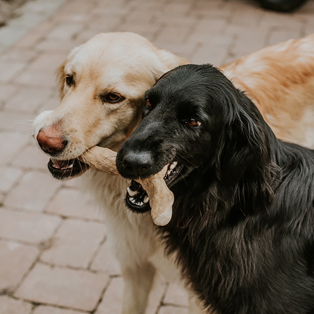 Canophera Coffee Wood Dog Chew