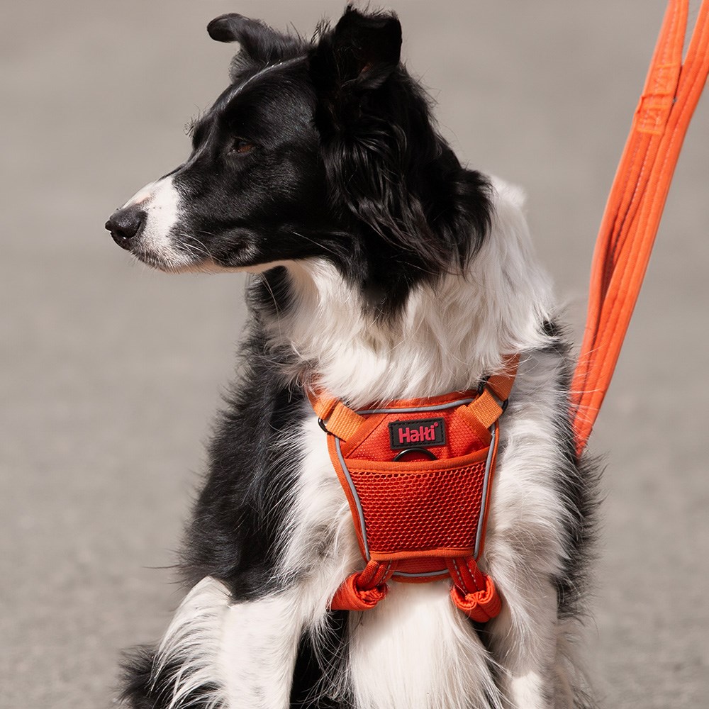 Halti No Pull Dog Harness Burnt Orange