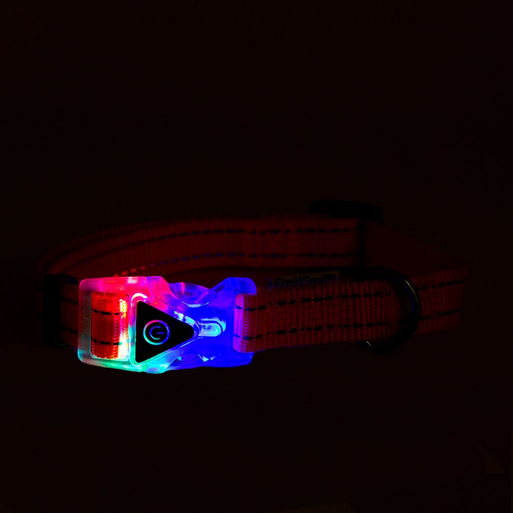 Great & Small Reflective Flashing Buckle Dog Collar