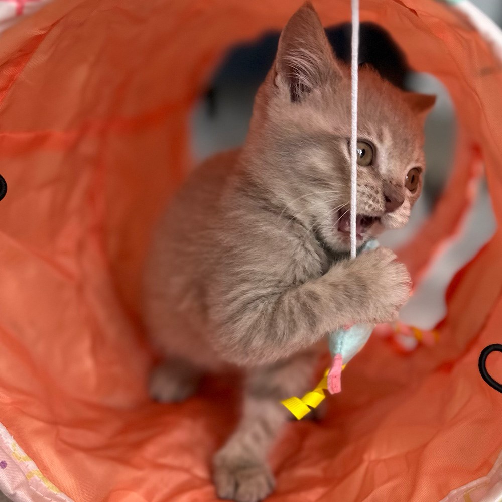 Great & Small Little&Lively Easy Explore Crinkle Cat Tunnel