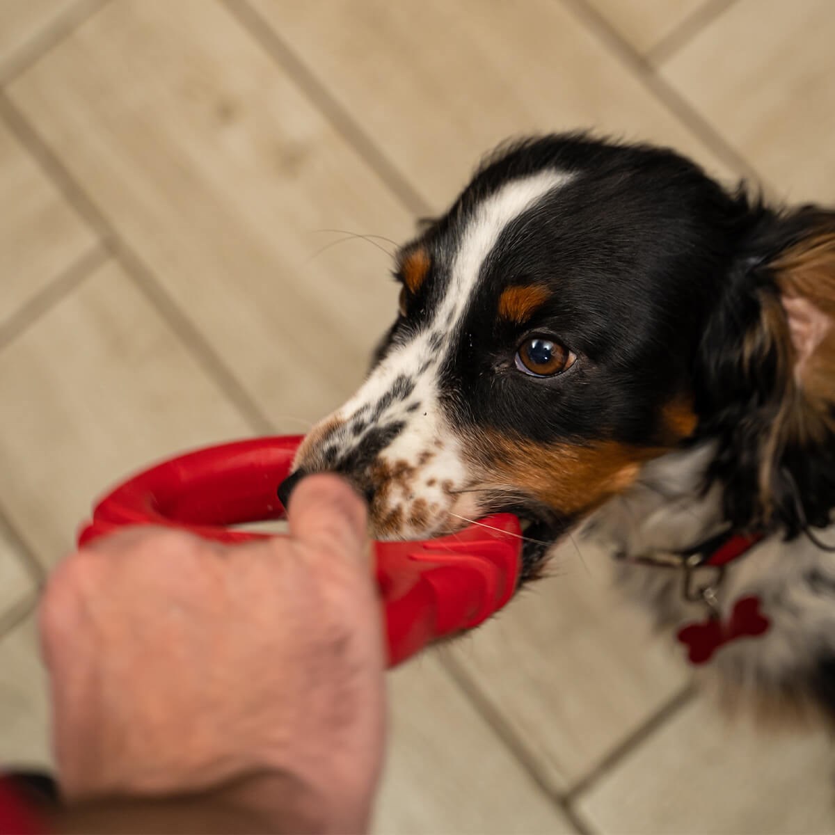 Frogg Tug of Paw Tough Dog Toy