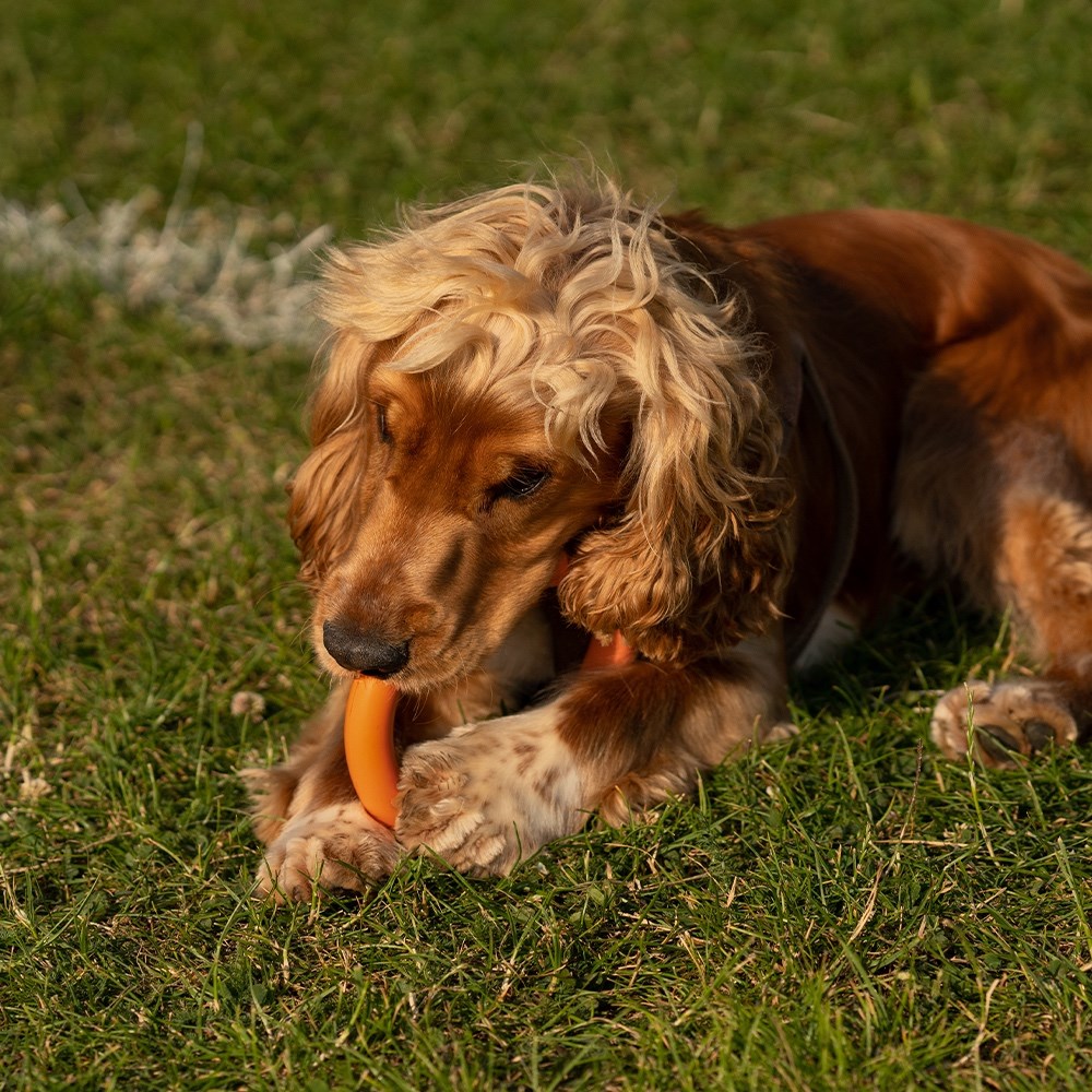 Great & Small 99% Natural Rubber Ring Dog Toy