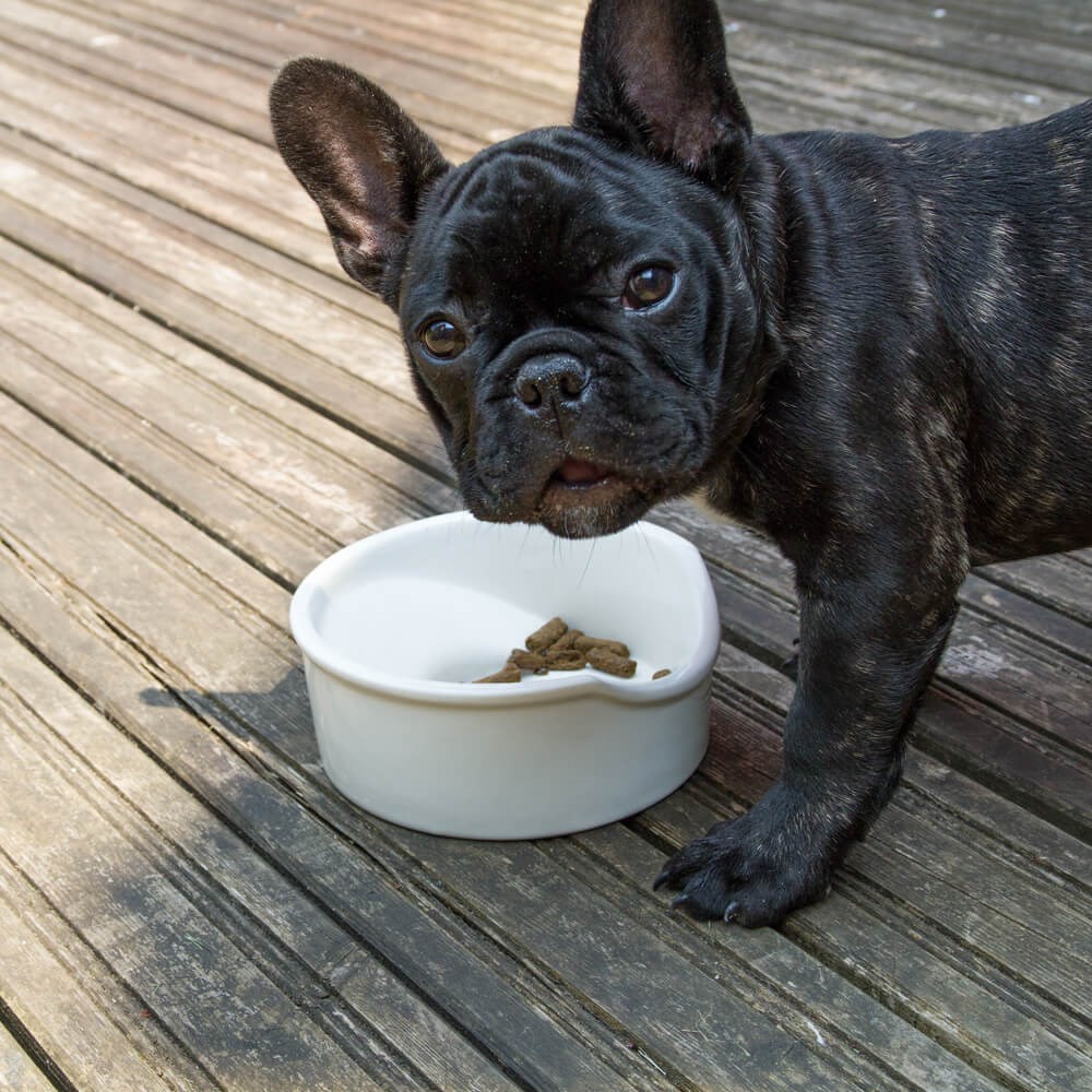 Great & Small Ceramic Flat Nosed Dog Bowl