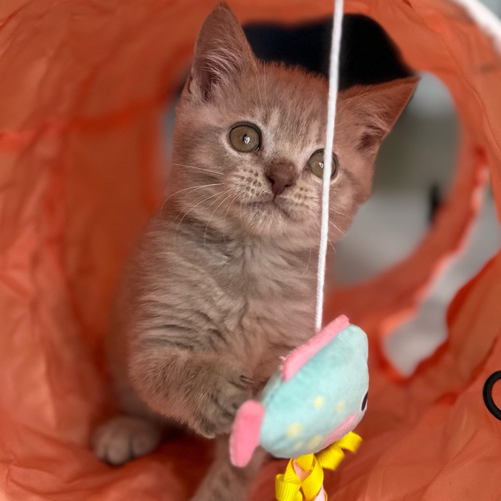 Great & Small Little&Lively Easy Explore Crinkle Cat Tunnel