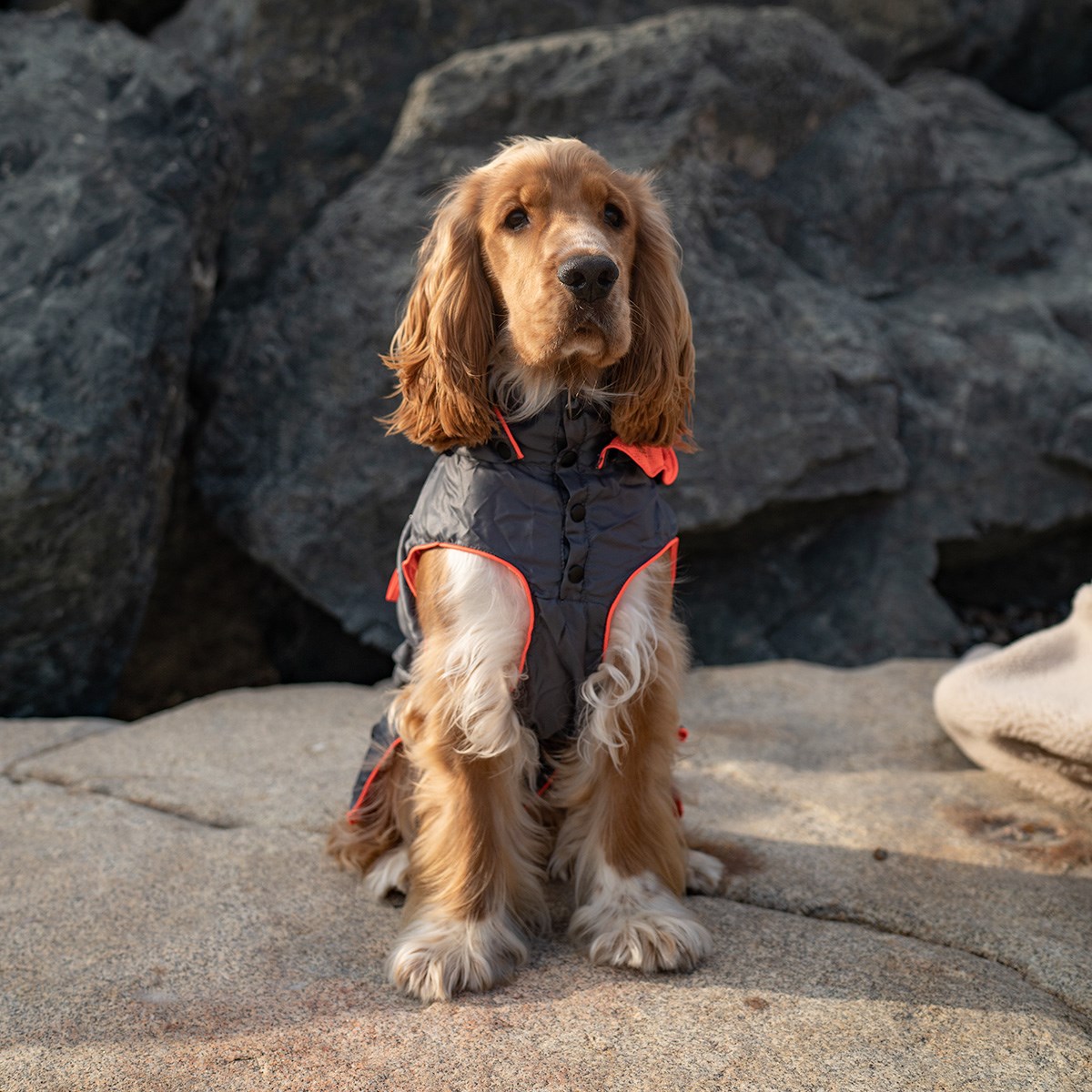 Great & Small Active Foldaway Dog Rain Coat