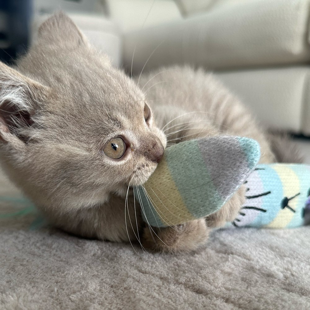 Great & Small Little&Lively Crinkle Fox Little Kicker Cat Toy