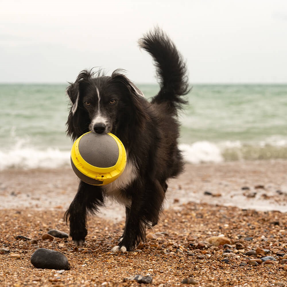 Great & Small Frubba Play Mega Ball Dog Toy