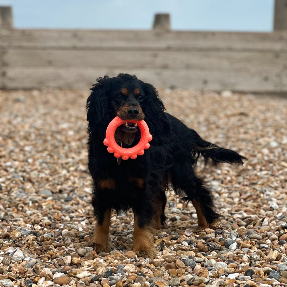 Great & Small Frubba Scent Octo Ring Dog Toy
