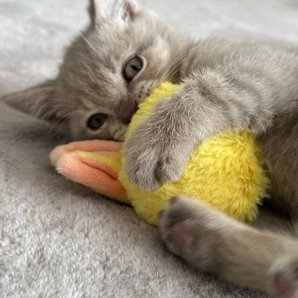 Great & Small Little&Lively Fluffy Yellow Rattle Bunny Ball Cat Toy