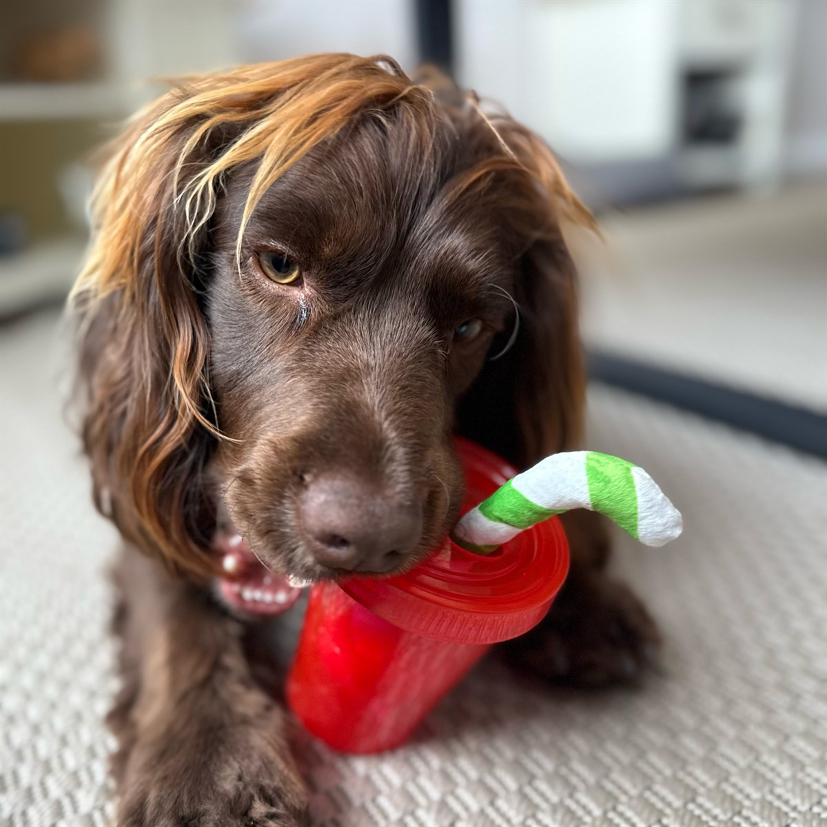 Great & Small Summer Sizzlers Berry Cocktail Dog Toy