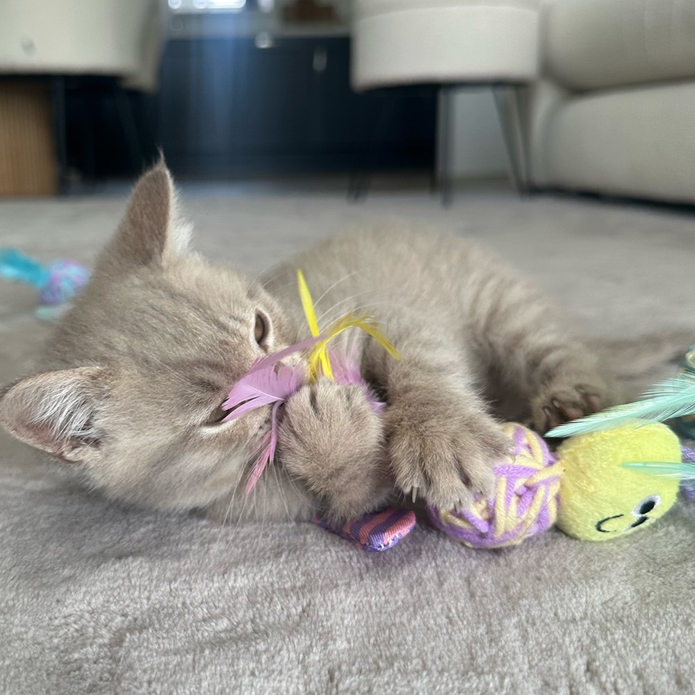Great & Small Little&Lively Busy Little Bee with Feather & Ball Cat Toy
