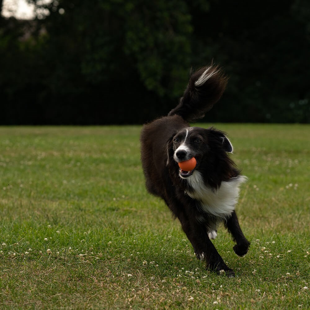 Great & Small 99% Natural Rubber Ball Dog Toy