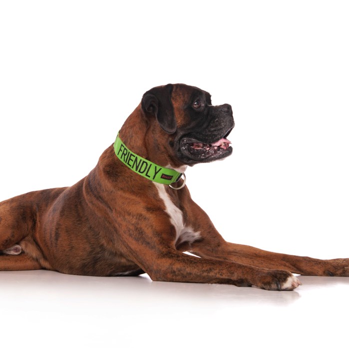 Dexil FRIENDLY Awareness Dog Collar