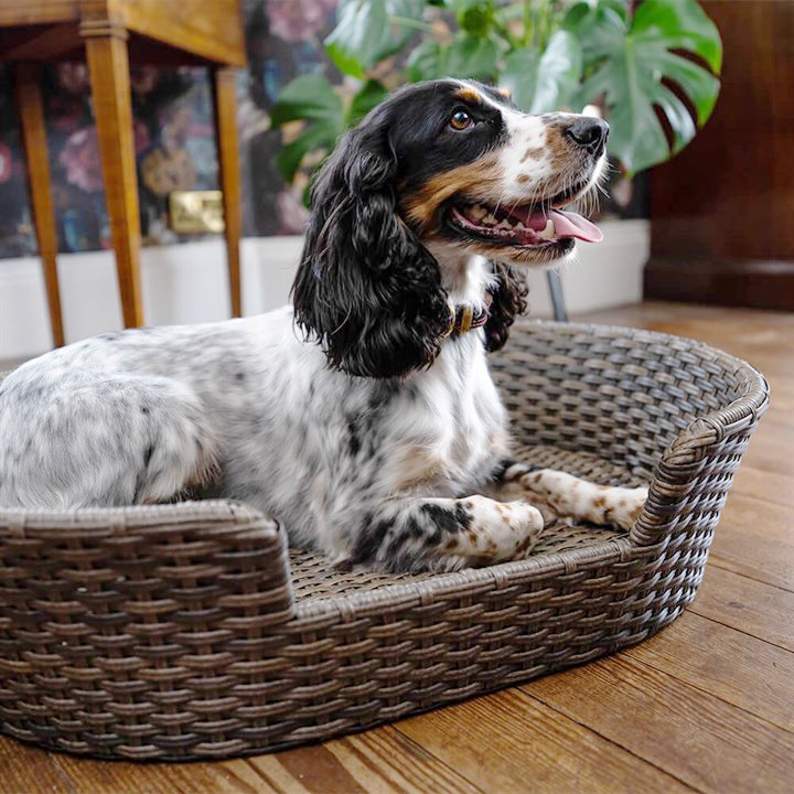 Great & Small Penrose Rattan Resin Wicker Pet Bed