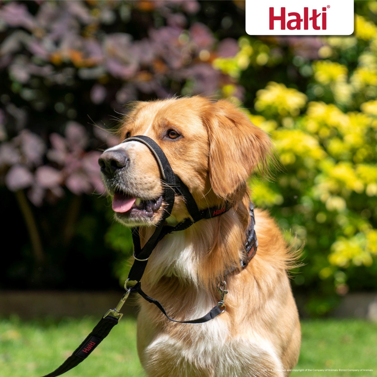 Halti Dog Headcollar