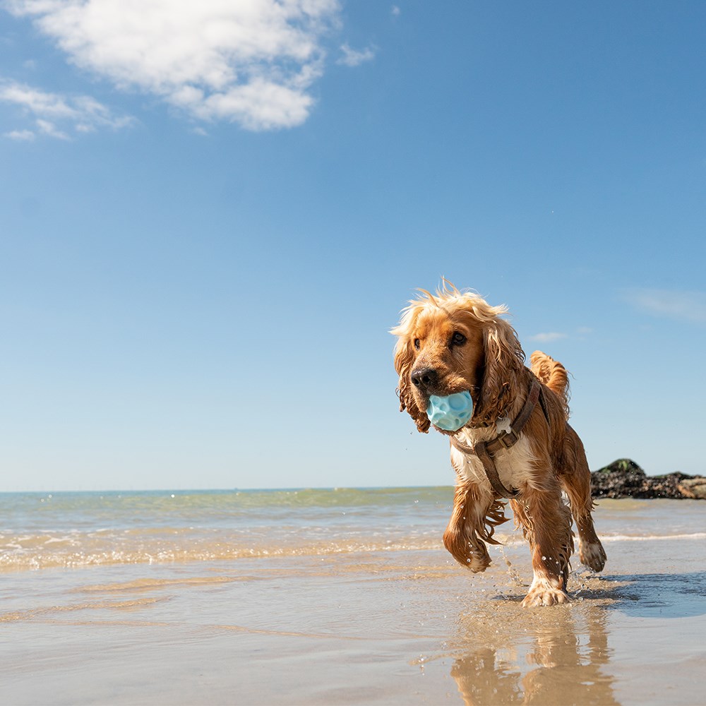 Great & Small Frubba Blue Irregular Ball & Pink Diamond Dog Ball Dog Toy