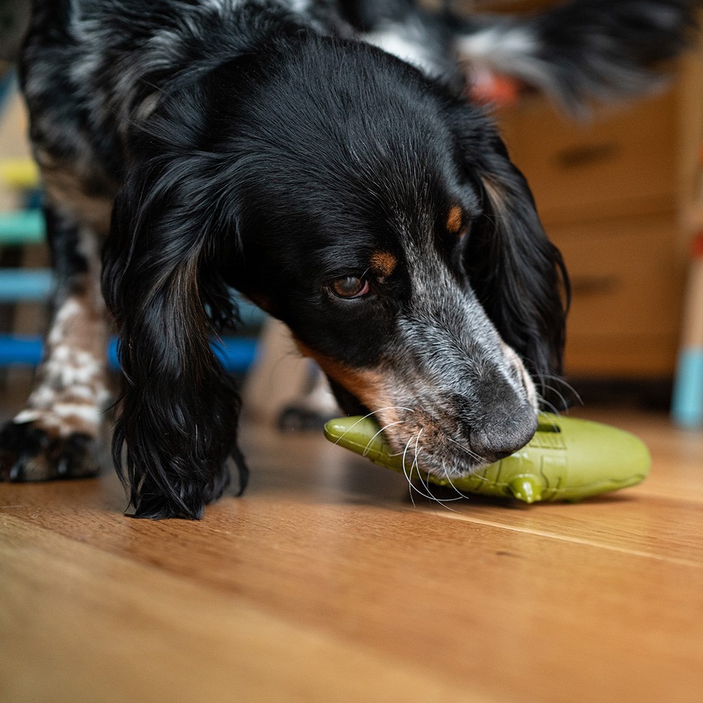 Great & Small Stay Wild Alligator Treat & Bounce Dog Toy