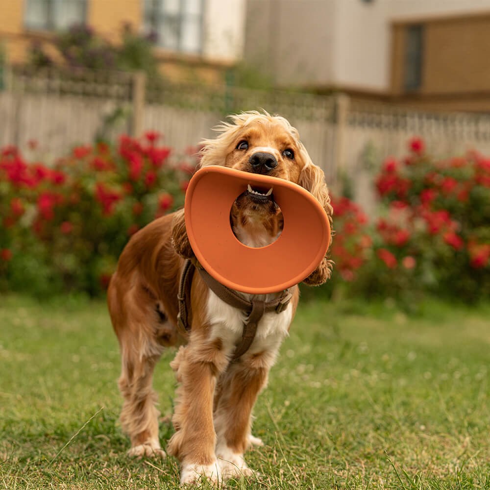 Great & Small 99% Natural Rubber Fling Ring Dog Toy