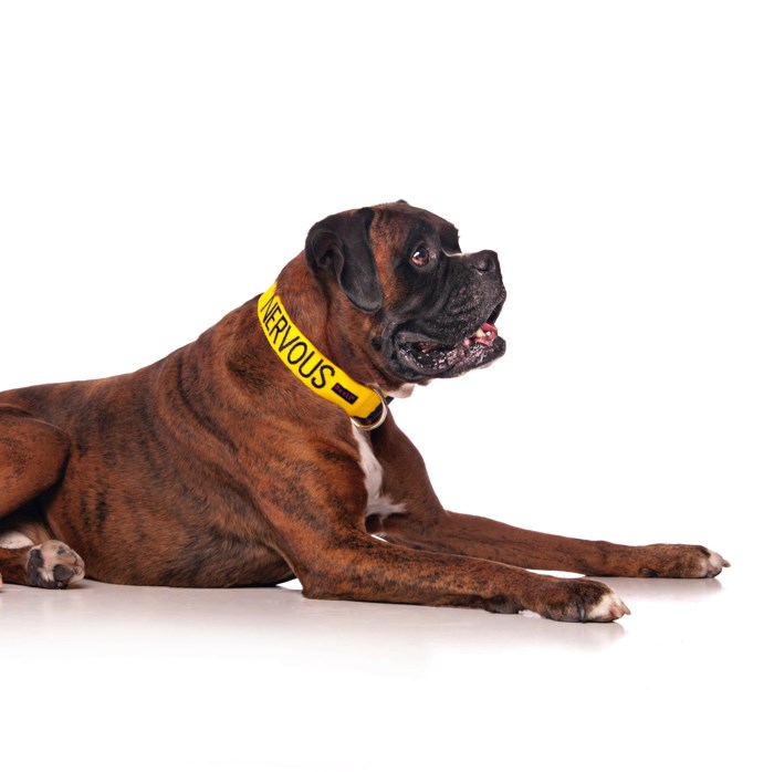 Dexil NERVOUS Awareness Dog Collar
