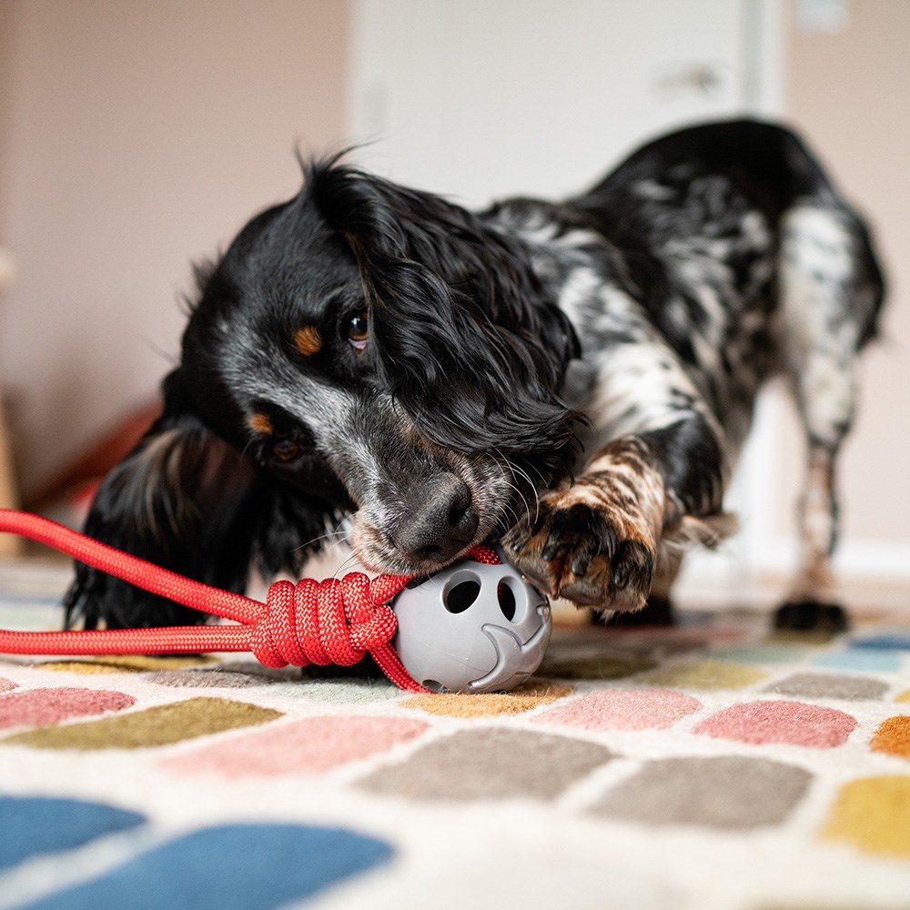 Great & Small Stay Wild Shark & Rope Dog Toy