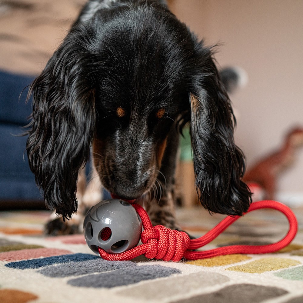Great & Small Stay Wild Shark & Rope Dog Toy
