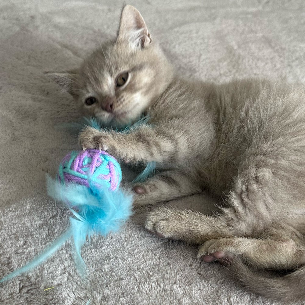 Great & Small Little&Lively Wool Wrapped Rattle Ball with Feathers Cat Toy