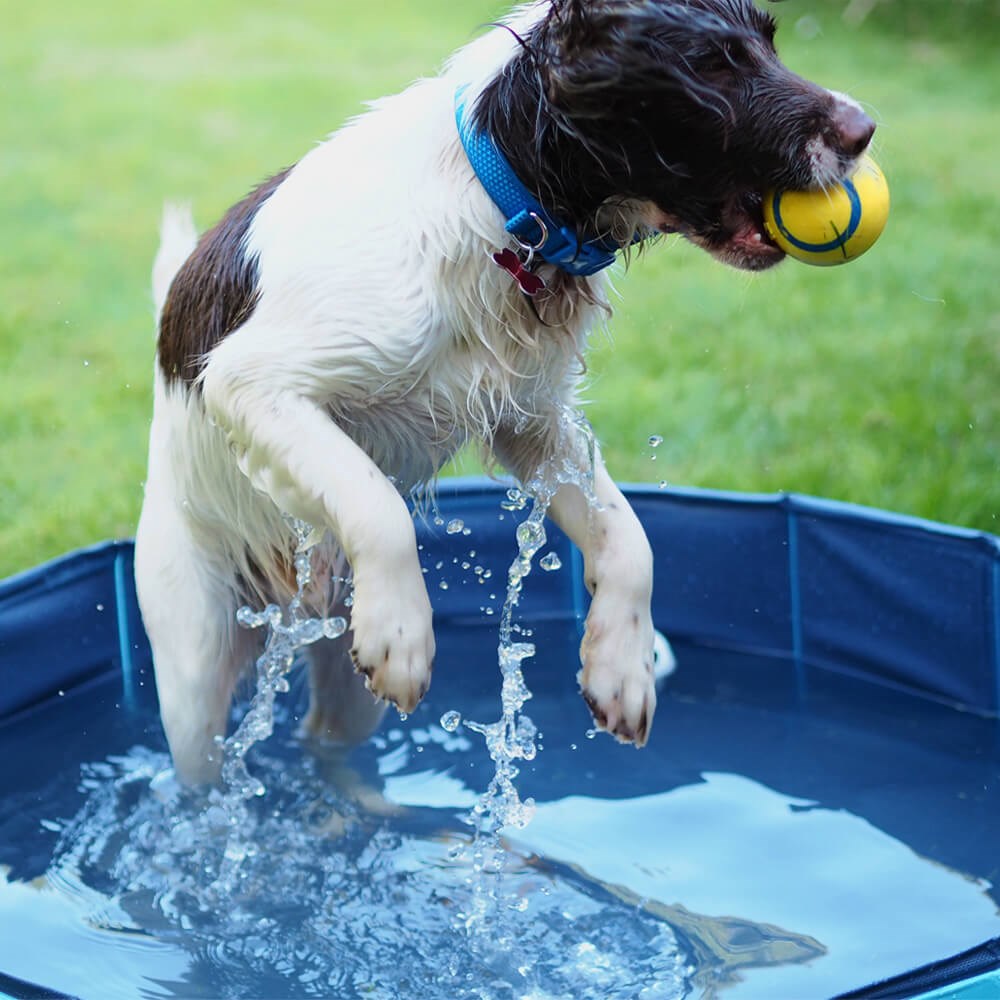 Great & Small Cool Dog Pool